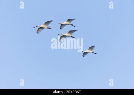 Eurasischer Löffelschnabel Platalea leucorodia, 4 Jungtiere fliegen, Suffolk, England, September Stockfoto