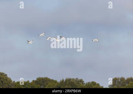 Eurasischer Löffelschnabel Platalea leucorodia, 6 Jungtiere fliegen, Suffolk, England, September Stockfoto