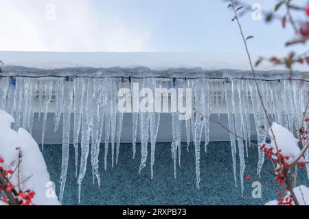 Lange zerklüftete Eisräder hängen von einem schneebedeckten Dach in Vancouver, Kanada. Rote Beeren auf einem verschneiten Busch stehen im Vordergrund Stockfoto