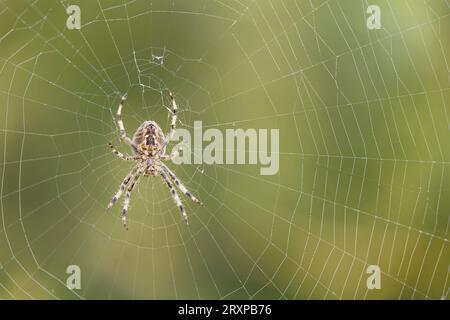 Gartenspinne Araneus diadematus, erwachsenes Weibchen im Netz, Suffolk, England, September Stockfoto