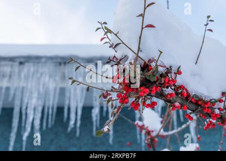 Lange zerklüftete Eisräder hängen von einem schneebedeckten Dach in Vancouver, Kanada. Rote Beeren auf einem verschneiten Busch stehen im Vordergrund Stockfoto