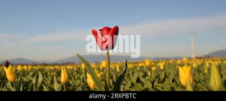 Eine rote Tulpe in einem Feld gelber Tulpen. Stockfoto