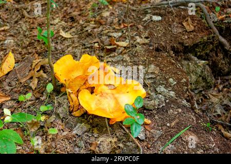 Helles oranges Cluster von einigen großen Pilzen, die im Wald wachsen, im frühen Herbst aus der Nähe Stockfoto