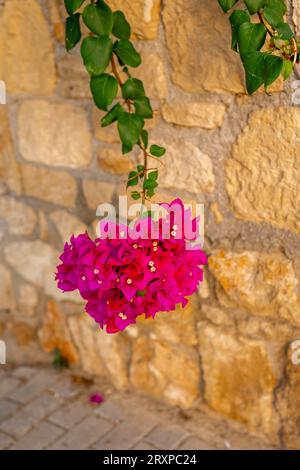 Wunderschöner Bougainvillea-Zweig vor der Steinmauer bei Sonnenuntergang Stockfoto