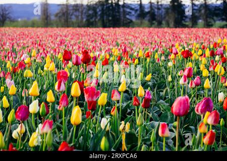 Bereich der rote und gelbe Tulpen Stockfoto