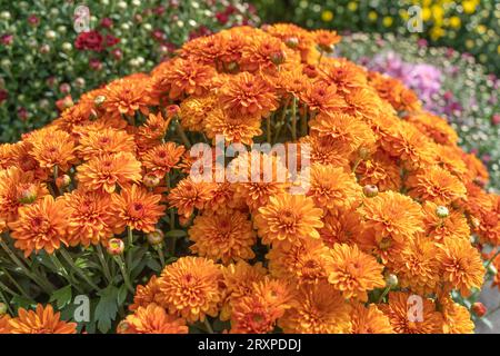 Leuchtend orangefarbene Mütter blühen rechtzeitig für die Herbstferien Stockfoto