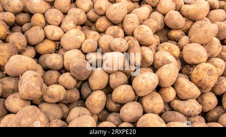 Eine sehr große Menge an kleinen frischen Kartoffeln, viele Kartoffeln in einer Kiste im Laden, Laden, Supermarkt. Einfache, mehrfach geerntete Kartoffeln im Backgroun Stockfoto