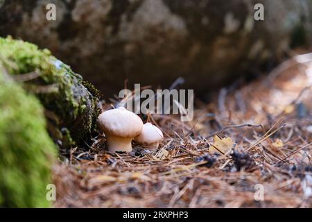 Eine Ansammlung gewöhnlicher Papageienpilze auf Waldboden. Stockfoto