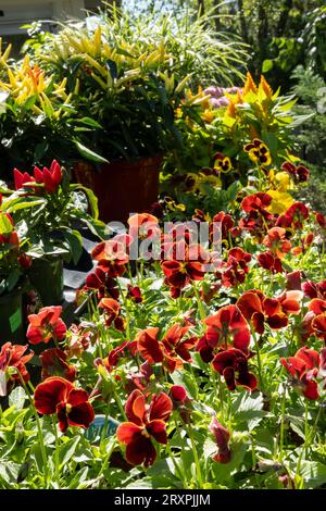 Nahaufnahme eines landschaftlich gestalteten Blumengartens mit saisonalen Herbstblumen, 2023, New England, USA Stockfoto