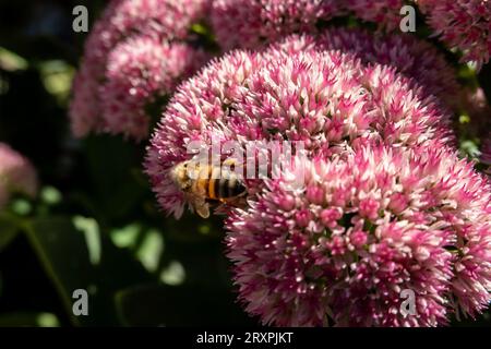 Close-up einer Biene, die Pollen an einer blühenden Blume erntet, 2023, Vereinigte Staaten Stockfoto