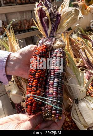 Ward's Beere Farm ist ein unterhaltsames Familienziel in den Herbstmonaten 2023, Sharon, Massachusetts, USA Stockfoto