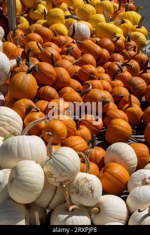 Kürbisse und Kürbis oder reichlich während der Herbstsaison im Nordosten, 2023, Massachusetts, Vereinigte Staaten Stockfoto