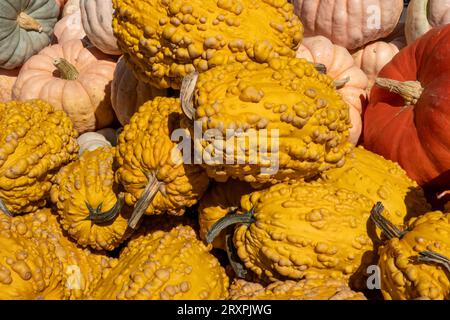 Kürbisse und Kürbis oder reichlich während der Herbstsaison im Nordosten, 2023, Massachusetts, Vereinigte Staaten Stockfoto