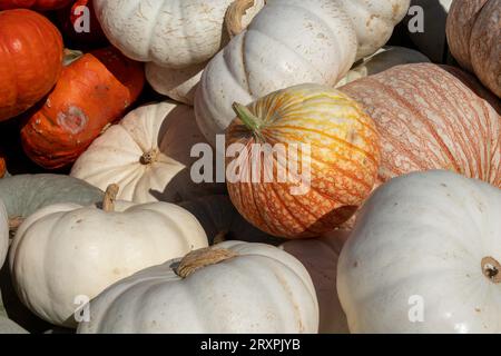 Kürbisse und Kürbis oder reichlich während der Herbstsaison im Nordosten, 2023, Massachusetts, Vereinigte Staaten Stockfoto