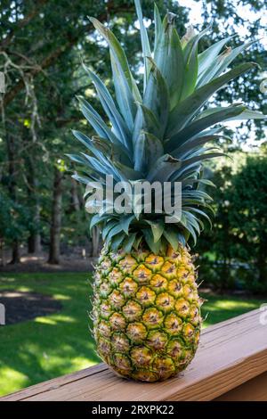 Frische Ananas, ein Symbol der Gastfreundschaft in den Vereinigten Staaten, 2023. Stockfoto