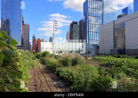 Eine 1 Hektar große städtische Farm und ein Gewächshaus auf dem Javits Center in New York City. Die Dachfarm wird von Brooklyn Grange verwaltet (siehe Zusatzinformationen) Stockfoto