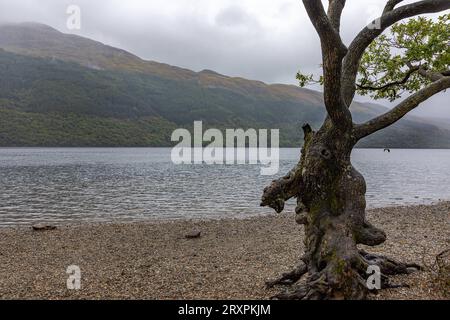 Der oft besungene Loch Lomond, wie hier am Firkin Point ist mit seinen 71 Quadratkilometern der flächenmäßig größten See in Schottland und Großbritannien 19.09.2023 Loch Lomond Firkin Point Schottland Großbritannien *** die oft über Loch Lomond gesungen werden, wie hier am Firkin Point, ist mit seinen 71 Quadratkilometern der größte See in Schottland und Großbritannien 19 09 2023 Loch Lomond Firkin Point Scotland Großbritannien Credit: Imago/Alamy Live News Stockfoto