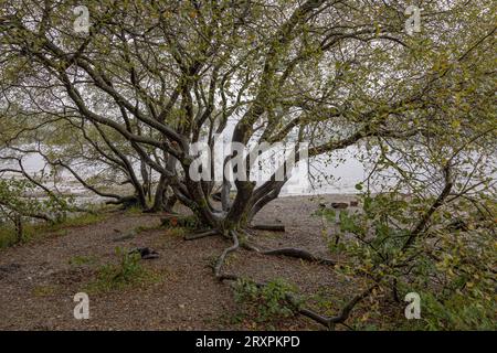 Der oft besungene Loch Lomond, wie hier am Firkin Point ist mit seinen 71 Quadratkilometern der flächenmäßig größten See in Schottland und Großbritannien 19.09.2023 Loch Lomond Firkin Point Schottland Großbritannien *** die oft über Loch Lomond gesungen werden, wie hier am Firkin Point, ist mit seinen 71 Quadratkilometern der größte See in Schottland und Großbritannien 19 09 2023 Loch Lomond Firkin Point Scotland Großbritannien Credit: Imago/Alamy Live News Stockfoto