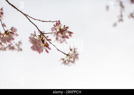 Zarte rosa-weiße Kirschblüten öffnen sich, als der Frühling in Vancouver, Kanada, eintrifft. Stockfoto
