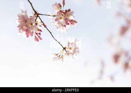Zarte rosa-weiße Kirschblüten öffnen sich, als der Frühling in Vancouver, Kanada, eintrifft. Stockfoto