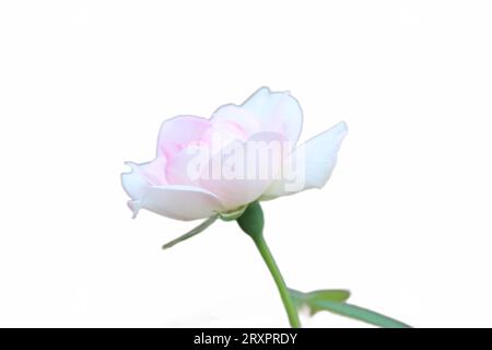 Nahaufnahme einer rosa Rose in Blüte Stockfoto