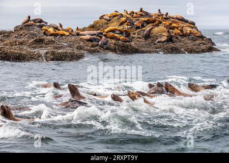 Neugierige Seelöwen schwimmen hin und her, um Naturliebhaber auf einer Bootsfahrt von Ucluelet, Vancouver Island, zu untersuchen. Andere liegen auf einem Felsvorsprung. Stockfoto