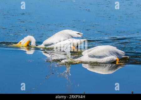 Amerikanische weiße Pelikane (Pelecanus erythrorhynchos) schwimmen und fressen in hellblauem Wasser. Stockfoto