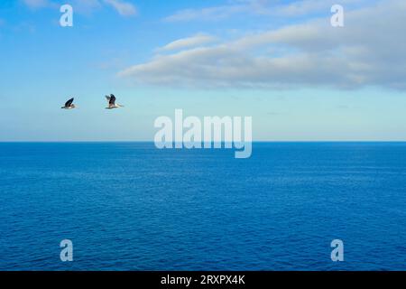 Zwei Brown Pelicans fliegen über den Pazifik in Südkalifornien Stockfoto