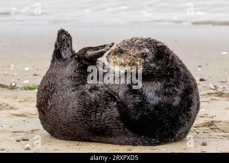 Weiblichen südlichen Seeotter (Enhydra Lutris) am Ufer in Moss Landing, California. Stockfoto