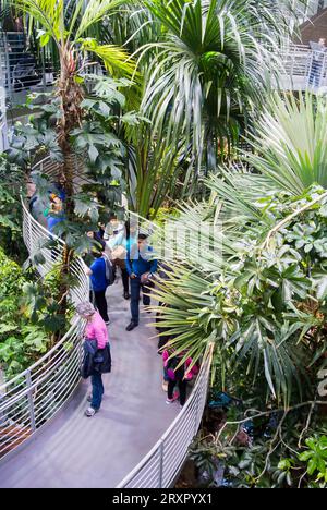 Besucher besuchen die Rainforest Exhibit in der California Academy of Sciences, San Francisco, Kalifornien Stockfoto