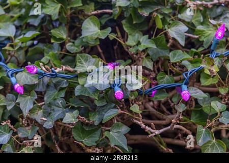 Magentafarbene Lichter hängen an einem Efeubusch in Vancouver, Kanada. Stockfoto