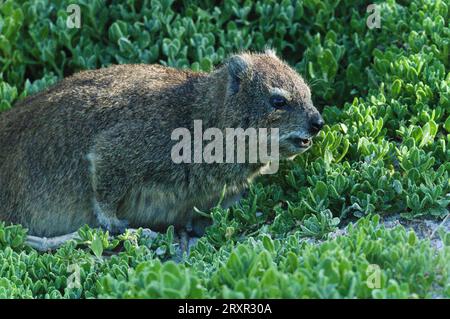 Rock Hyrax, auch Dassie genannt, ist ein Nagetier, das interessanterweise einen gemeinsamen Vorfahren mit Elefanten teilt. Stockfoto