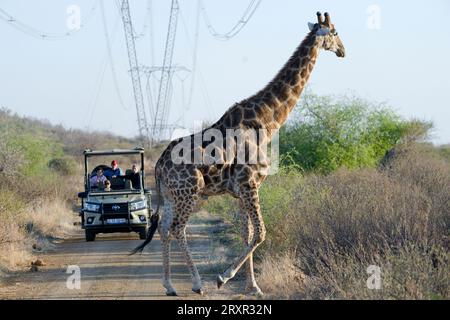 Wilde Giraffen überqueren die Safaristrecke im Pilanesberg Nationalpark in Südafrika. Stockfoto