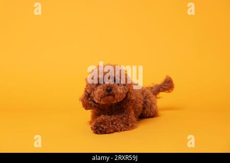 Süßer Maltipoo-Hund auf orangefarbenem Hintergrund. Hübsches Haustier Stockfoto