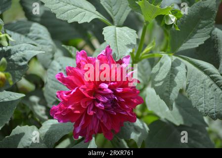 Das ist die natürliche echte Blume in Ooty, Stockfoto