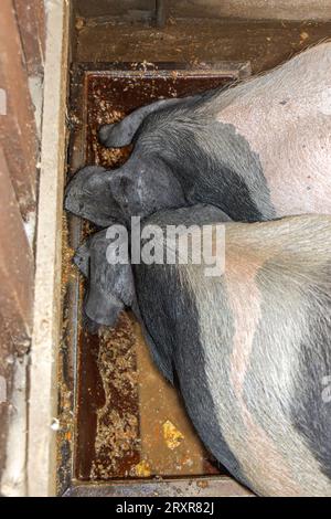 Schweinepaar, das sich von einer Wanne in einer Scheune ernährt, Blick von oben Stockfoto