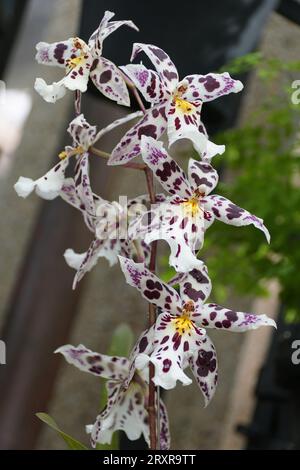 Schöne weiße und violette freckled Blumen von Aliceara Tropic Lily 'Hilo Space Ship' Stockfoto
