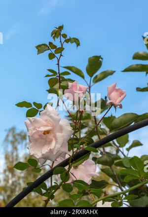 Kletterrose „New Dawn“, Klätterros (Rosa) Stockfoto