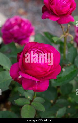 "Heidi Klum" Floribunda Rose, Floribundaros (Rosa) Stockfoto