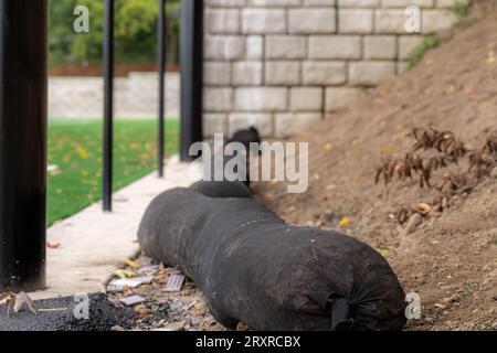 Installiertes Regenwasser, Drainage, Strohschlösser für Erosion und Sedimentkontrolle. Stockfoto