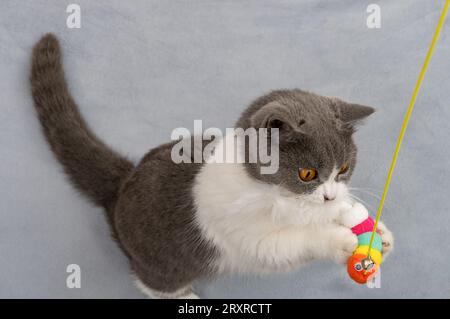 Top View britische Kurzhaarkatze versucht einen Spielzeugwurm zu fangen Stockfoto