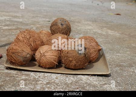 Kokosnüsse in einer Gruppe, die auf einer Aluminiumpfanne gehalten wurden. Ein Haufen trockener Kokosnüsse Stockfoto