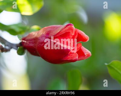 Leuchtend rot-orange Granatapfelblüte blüht auf dem Baum, aus dem röhrenförmigen Kelchkrepppapier wie Blütenblätter, australischer Garten Stockfoto