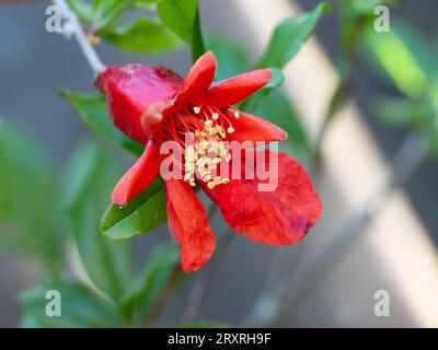 Leuchtend rote, orangene, kreppartige Blütenblätter und gelbe Staubblätter der Pomegranitblüte, die aus dem röhrenförmigen Kelch, dem australischen Garten, blühen Stockfoto