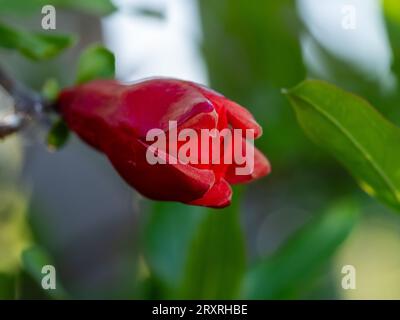 Leuchtend rot-orange Granatapfelblüte Öffnung, blüht aus dem röhrenförmigen Kelch, australischen Garten Stockfoto