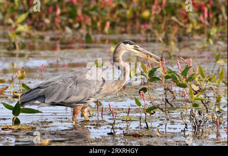 Great Blue Heron, der seine Mahlzeit im Sumpfgebiet mit roten Blumen im Hintergrund, im Osten Kanadas, isst Stockfoto