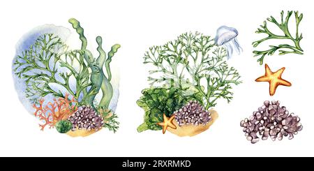 Set von bunten Meerespflanzen Aquarellillustration isoliert auf weiß. Laminaria Seetang, Korallen, Palmata von Hand gezeichnet. Konstruktionselement für Verpackung, Etikett, Stockfoto