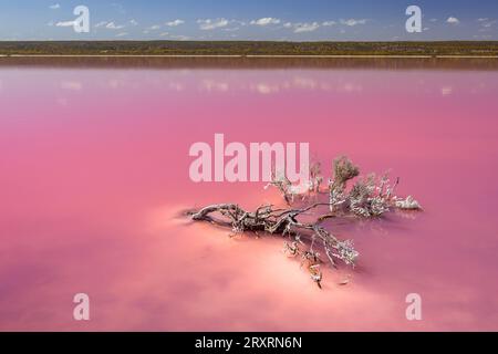 Pink Lake, Hutt Lagoon in der Nähe von Port Gregory, Western Australia Stockfoto