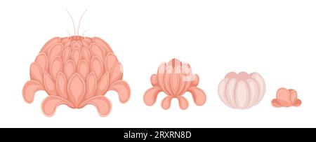 Satz von Vektorpfingstrosen isoliert vom Hintergrund. Pinkfarbene Blumen für Symbole, Aufkleber und Ihr Design Stock Vektor