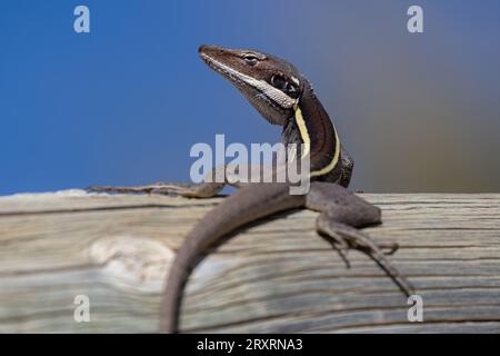 Australischer Langnasendrache, der sich auf dem Baumstamm tummelt Stockfoto